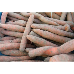 carottes pleine terre (local)