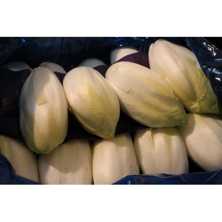 Endive Endive