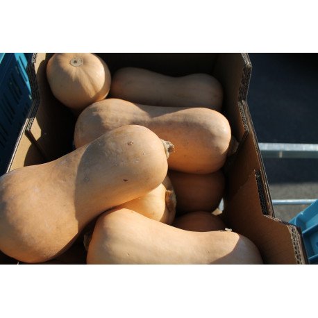 butternut butternut