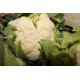 chou fleur local