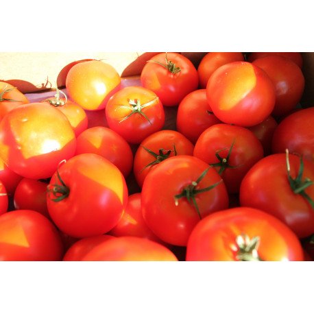 tomate ronde tomate ronde