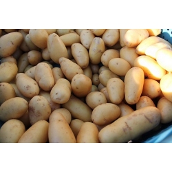 Pommes de terre Charlotte calibre moyen