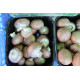 champignon rose