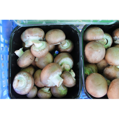champignon rose champignon rose