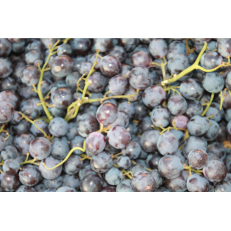 raisin muscat categorie 1