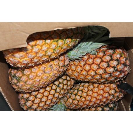 ananas pain de sucre ananas pain de sucre