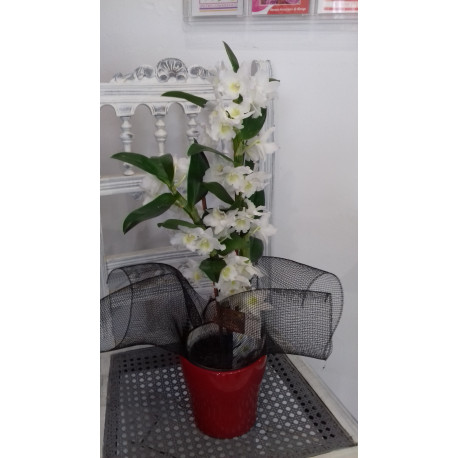 orchidée orchidée