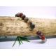 Bracelet Bois fossile