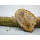 Tranche Bois fossile brut