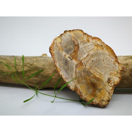 Tranche Bois fossile brut Tranche Bois fossile brut