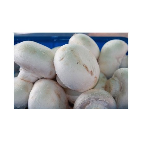 champignons blanc champignons blanc