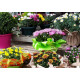 fleurs