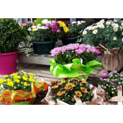 fleurs