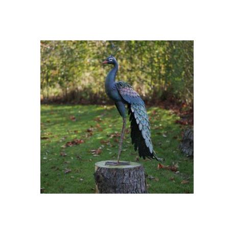 oiseaux Mr Hugo oiseaux Mr Hugo