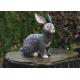 lapin