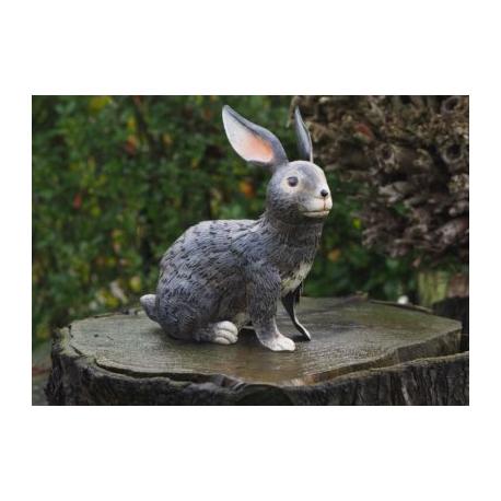 lapin lapin