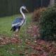 heron