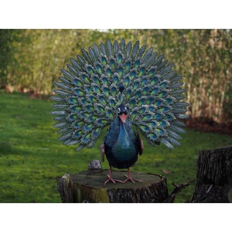 paon roue paon roue