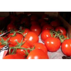 tomate grappe d Avignon
