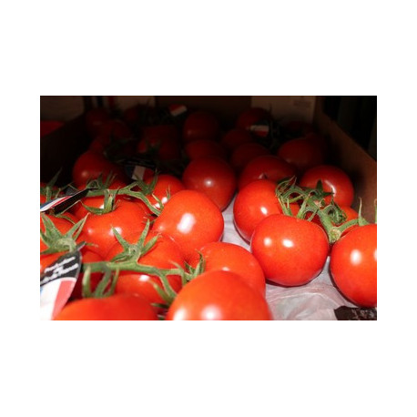 tomate grappe