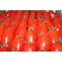 tomates torino