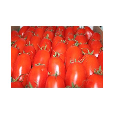 tomates torino