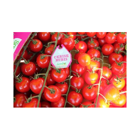 tomates cerise