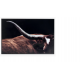 RODEO TABLEAU COCO​maison