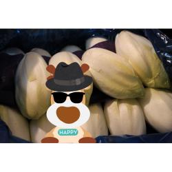 belle endive du Nord