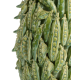 Vase Peas in a pot