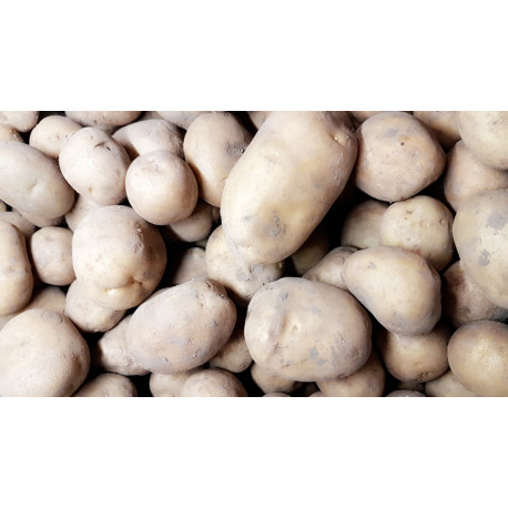 Pomme de terre blanche Pays Pomme de terre blanche Pays