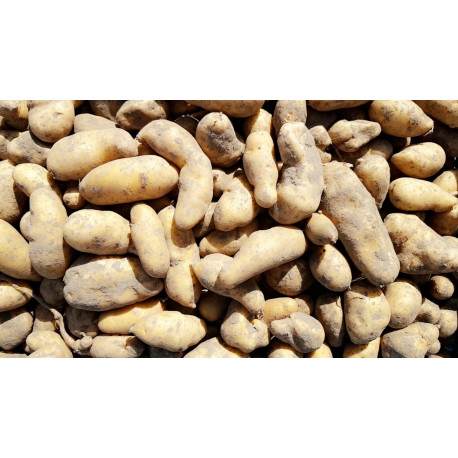 Pomme de terre ratte Pays Pomme de terre ratte Pays