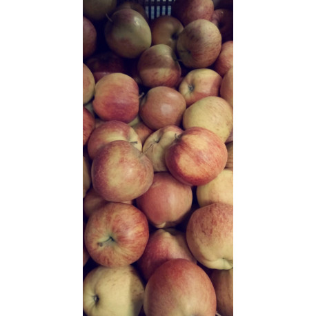 Pommes Pays Jonagold