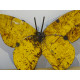 Papillon en métal recyclé jaune